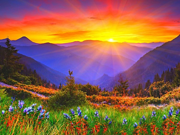 flowers, sun, sunset, mountains, dawn