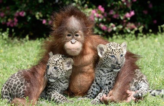 Image result for beautiful animals