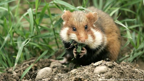 Image result for hamsters in the wild