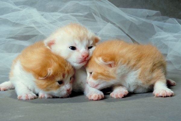 Image result for kittens
