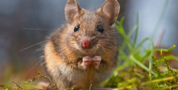 Image result for field mouse