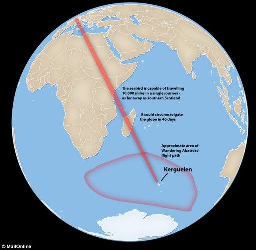 Image result for 10000 miles albatross