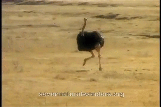 Ostrich GIF