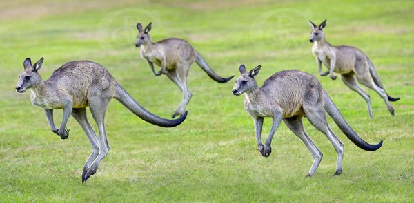 Image result for kangaroos leaping