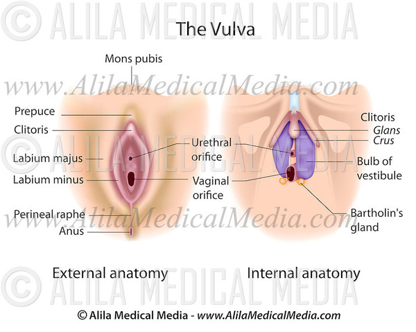 female-vulva-labeled.jpg