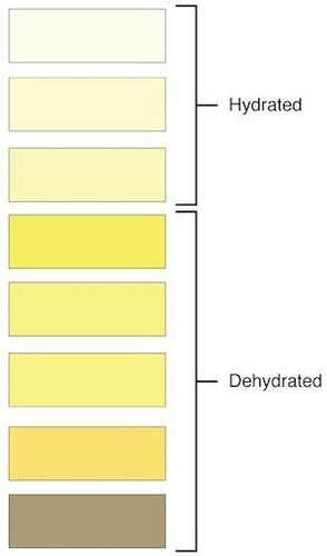 urine-color-chart.thumb.jpg.be7ccf17687b354840e808c4bae9db59.jpg
