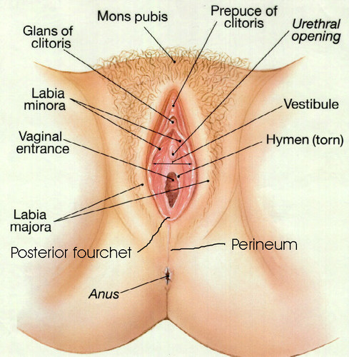 vagina-diagram.thumb.jpg.98a2843742215f7e24af7e64f38a6d2a.jpg