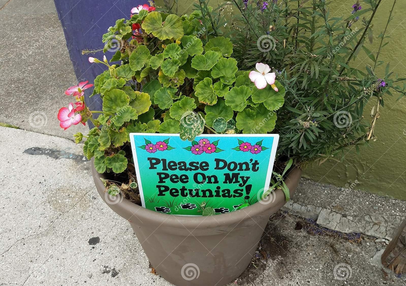 potted plant piss girl free pics hd